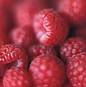 Raspberries