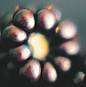 Blackberries